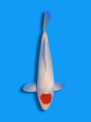 Tancho Kohaku | Koi&Co.